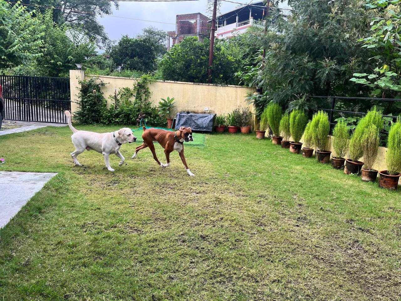 pet friendly homestays near me