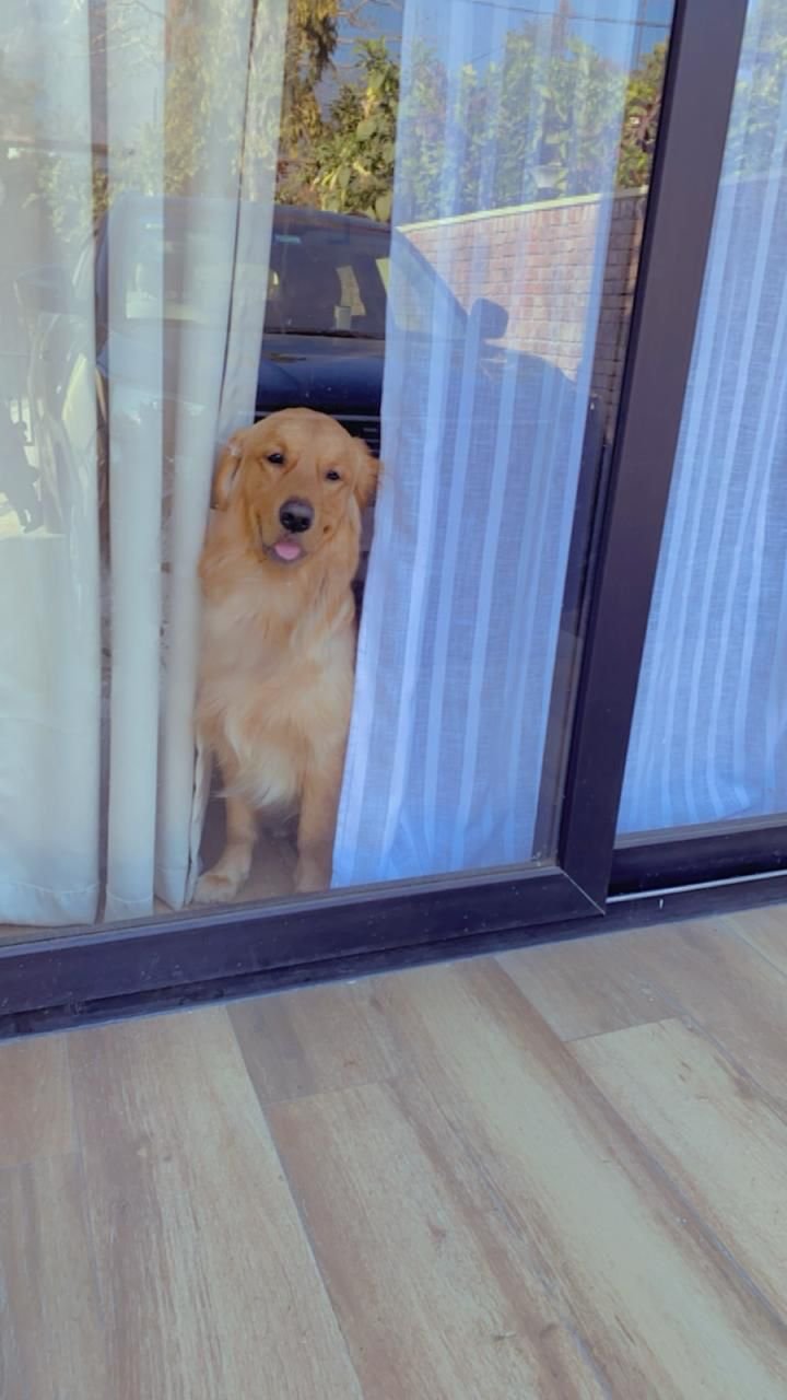 pet friendly homestays near me