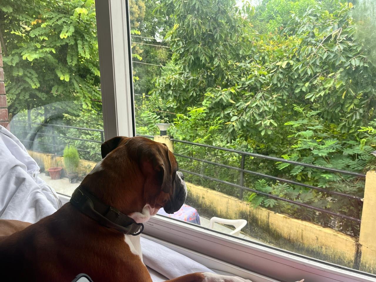 shigallyhill-images (24)