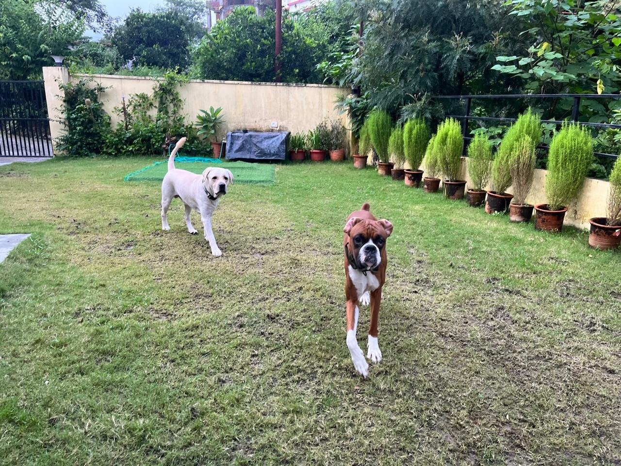 pet friendly homestays near me